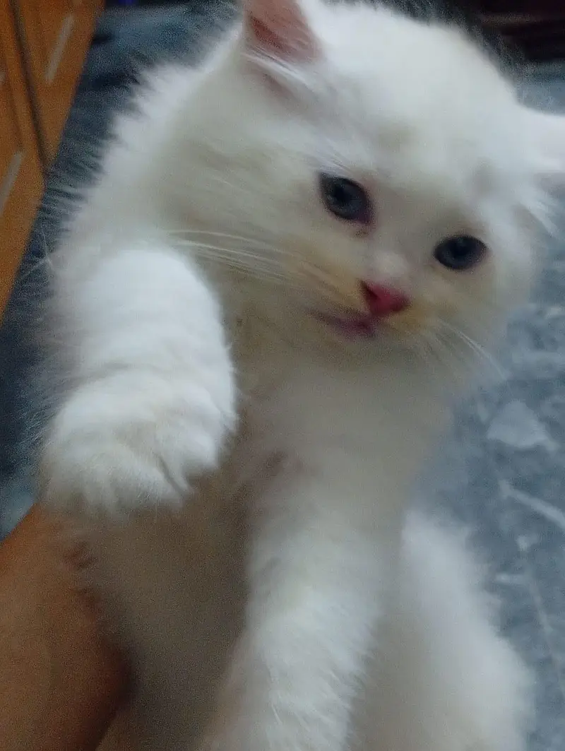 Adorable Persian Kittens for Sale – Healthy & Playful — photo 2