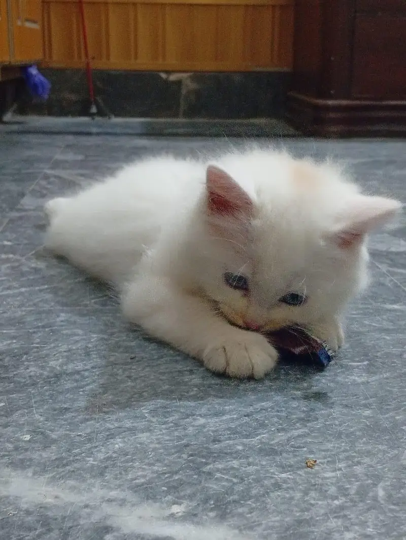 Adorable Persian Kittens for Sale – Healthy & Playful — photo 3