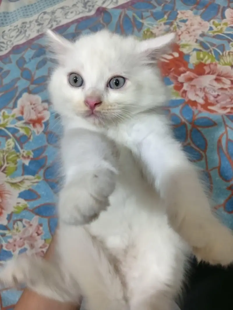 Adorable Persian Kittens for Sale – Healthy & Playful — photo 4