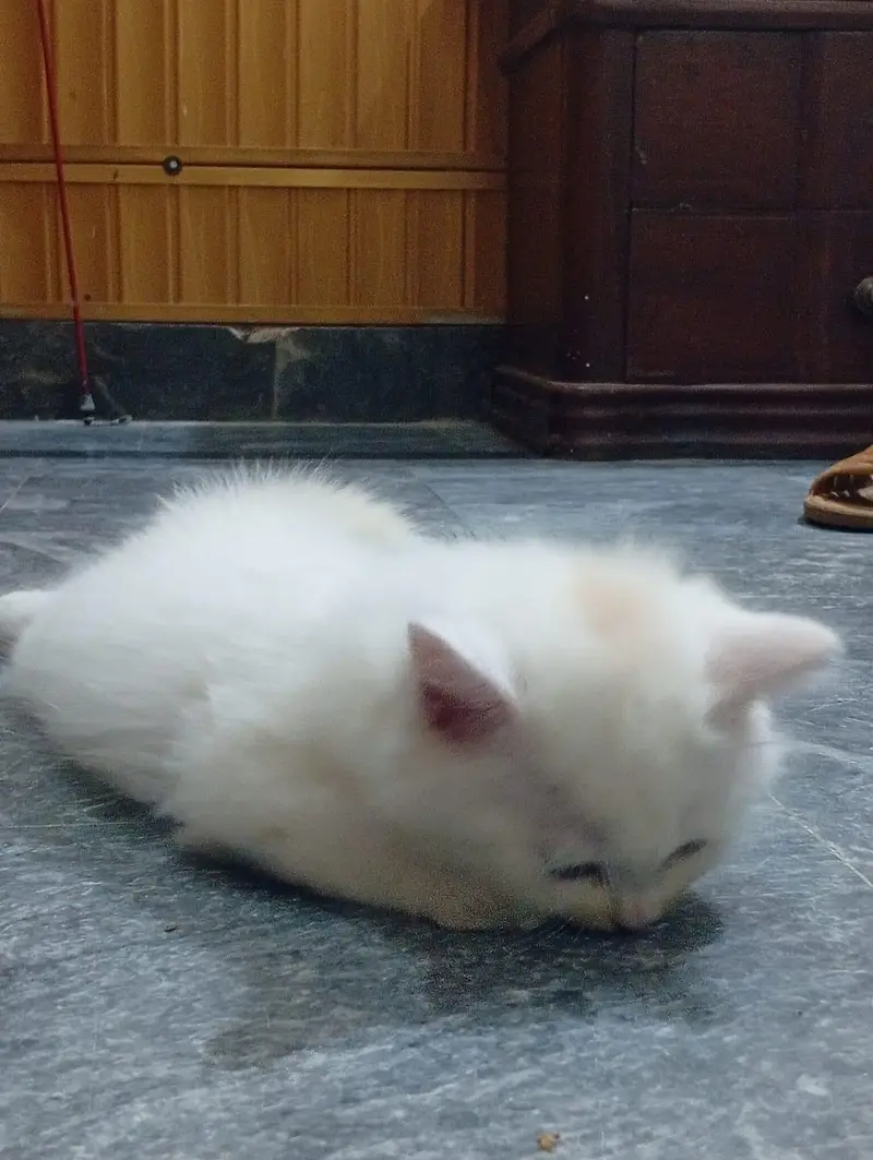 Adorable Persian Kittens for Sale – Healthy & Playful — photo 5