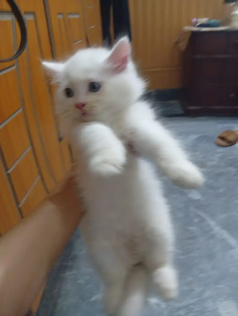 Adorable Persian Kittens for Sale – Healthy & Playful — photo 6