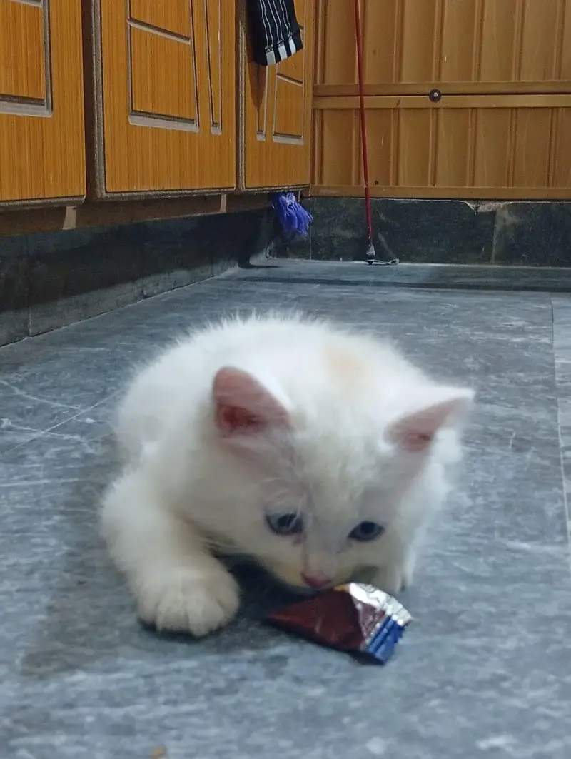 Adorable Persian Kittens for Sale – Healthy & Playful — photo 7