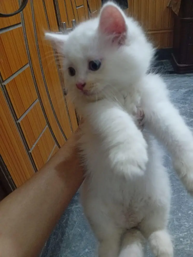 Adorable Persian Kittens for Sale – Healthy & Playful — photo 8