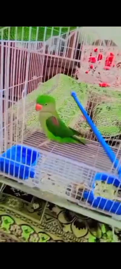 talking parrot 