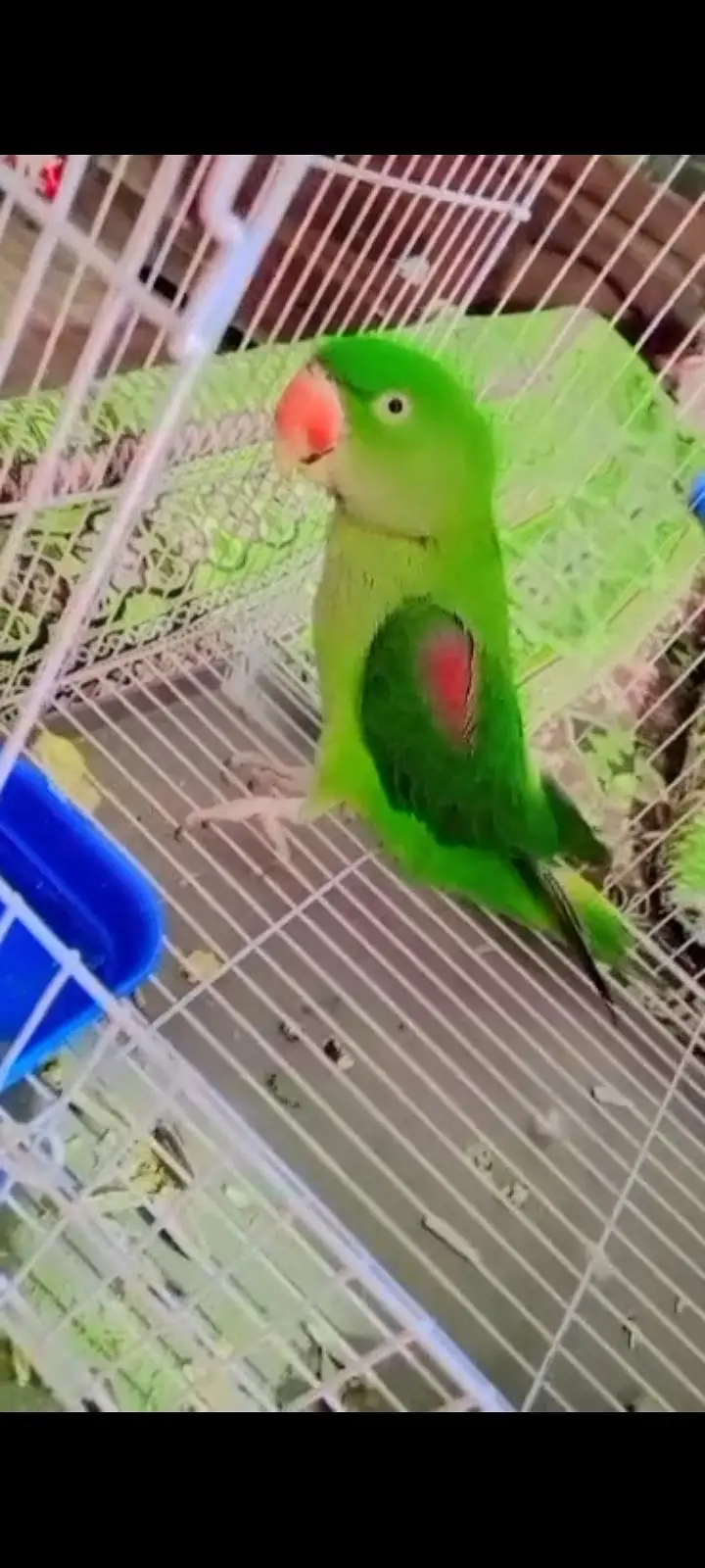talking parrot  — photo 2
