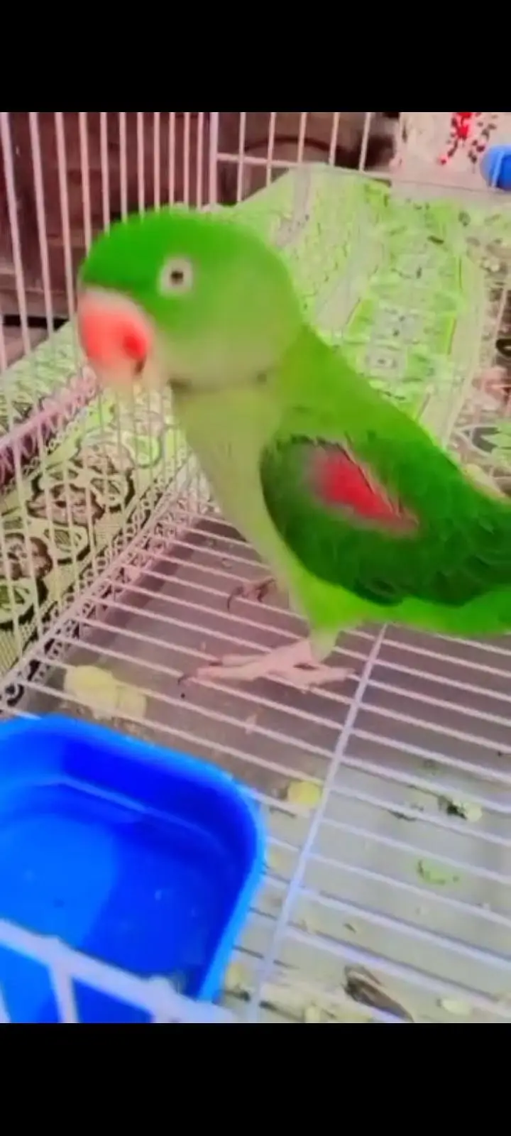 talking parrot  — photo 3