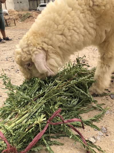 Gulabi dumba for sale