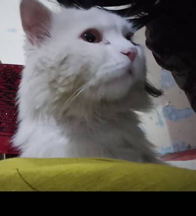 Looking for Persian Cat for Adoption (Peshawar)