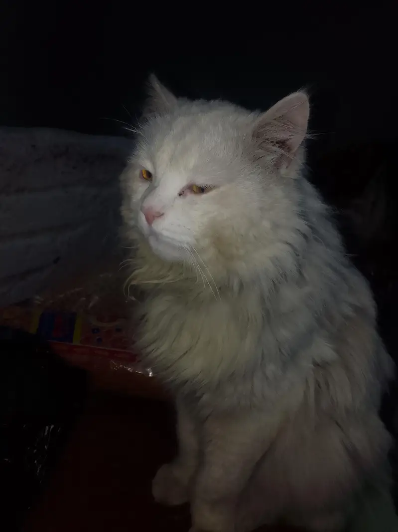 Looking for Persian Cat for Adoption (Peshawar) — photo 2