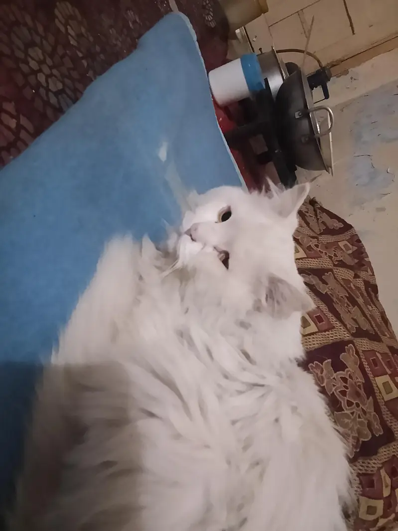 Looking for Persian Cat for Adoption (Peshawar) — photo 3