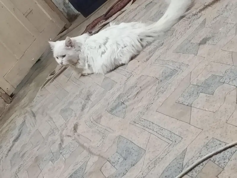 Looking for Persian Cat for Adoption (Peshawar) — photo 4