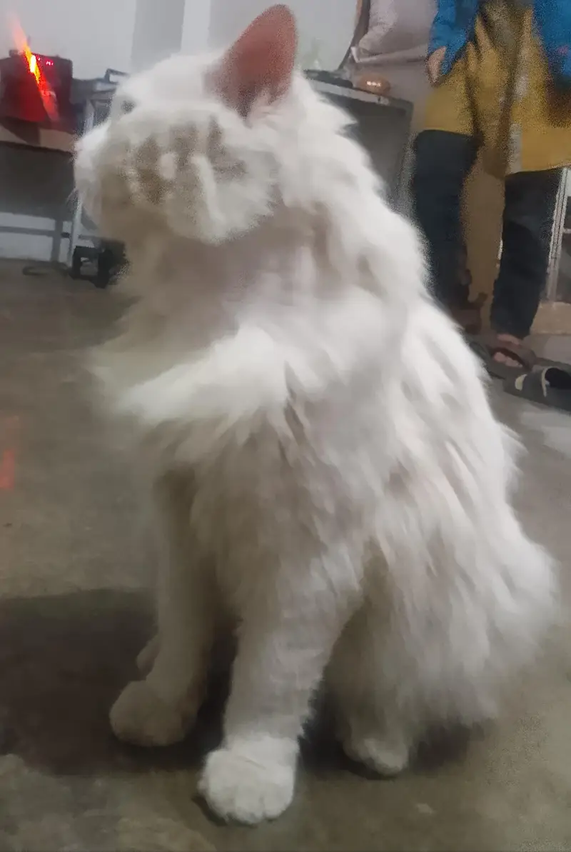Looking for Persian Cat for Adoption (Peshawar) — photo 5