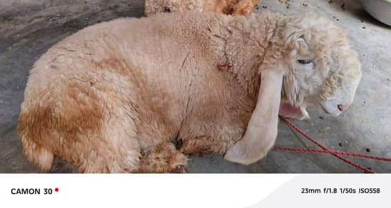 Kajla | sargoday kay kajle | Gulabi Kajla | goat | sheep