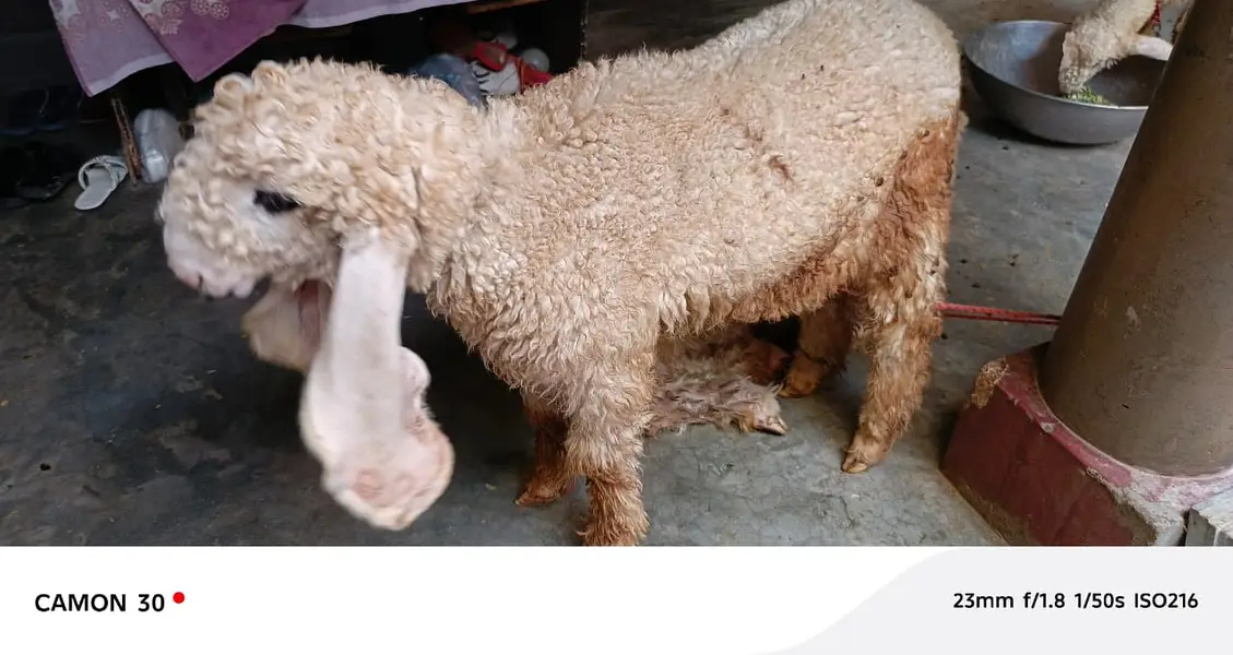 Kajla | sargoday kay kajle | Gulabi Kajla | goat | sheep — photo 2