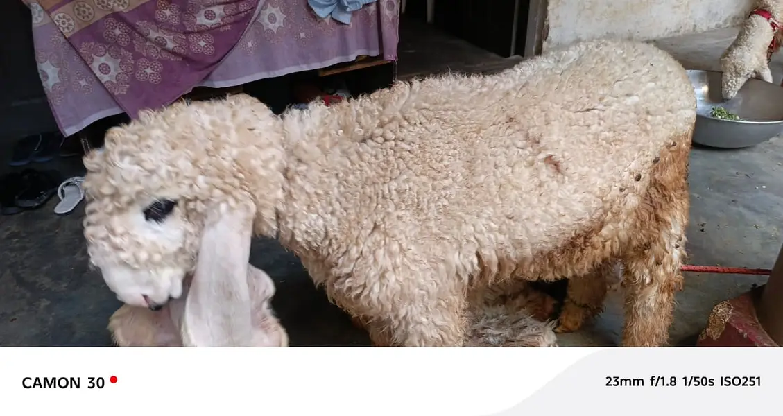 Kajla | sargoday kay kajle | Gulabi Kajla | goat | sheep — photo 3