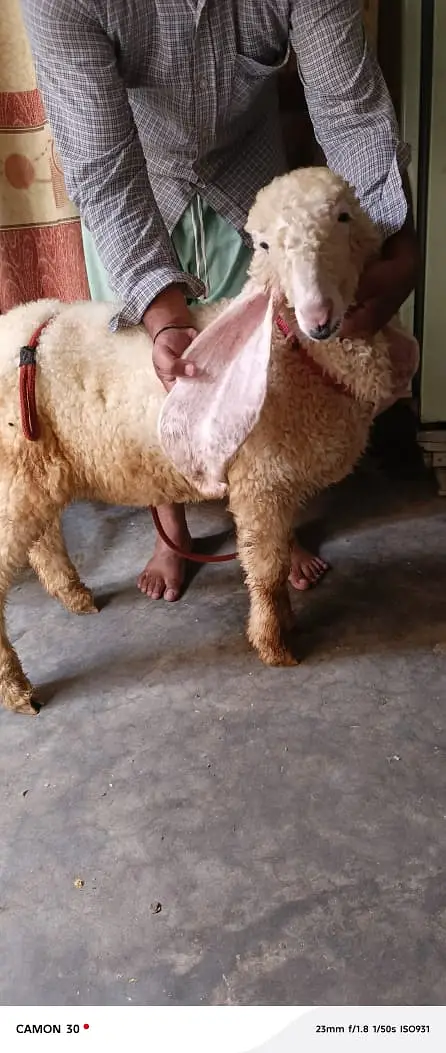 Kajla | sargoday kay kajle | Gulabi Kajla | goat | sheep — photo 5
