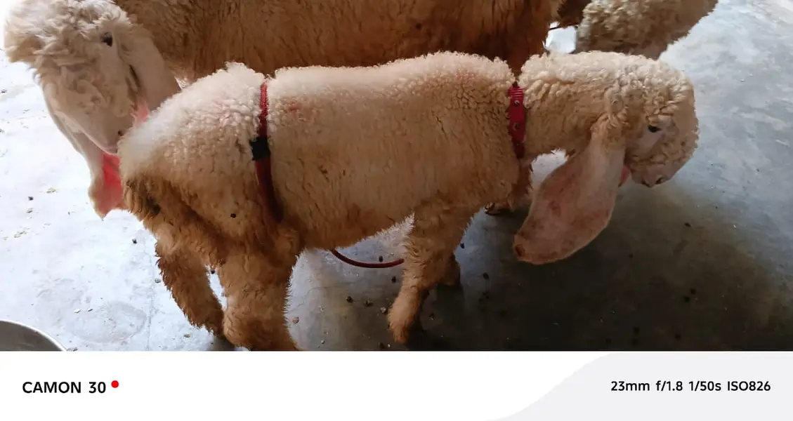 Kajla | sargoday kay kajle | Gulabi Kajla | goat | sheep — photo 8