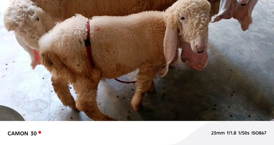 Kajla | sargoday kay kajle | Gulabi Kajla | goat | sheep — photo 9