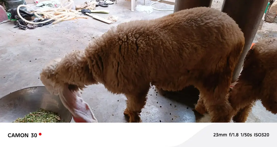 Kajla | sargoday kay kajle | Gulabi Kajla | goat | sheep — photo 10