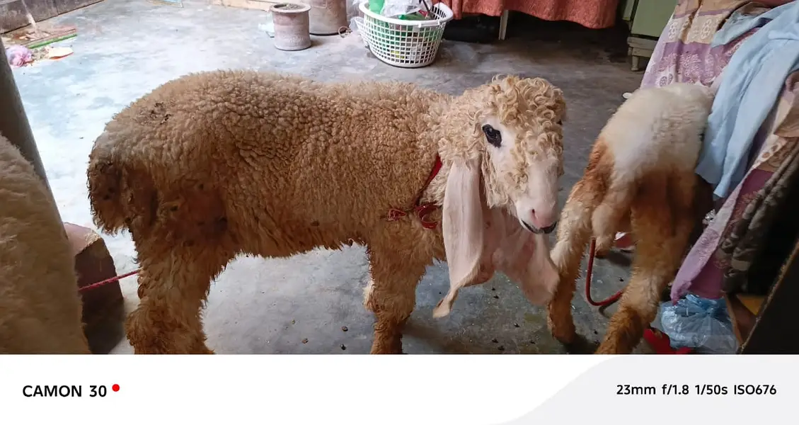 Kajla | sargoday kay kajle | Gulabi Kajla | goat | sheep — photo 11