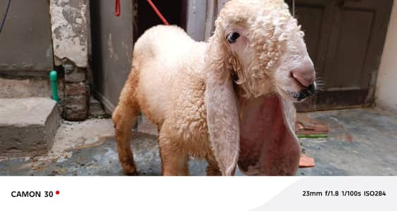 Kajla | sargoday kay kajle | Gulabi Kajla | goat | sheep
