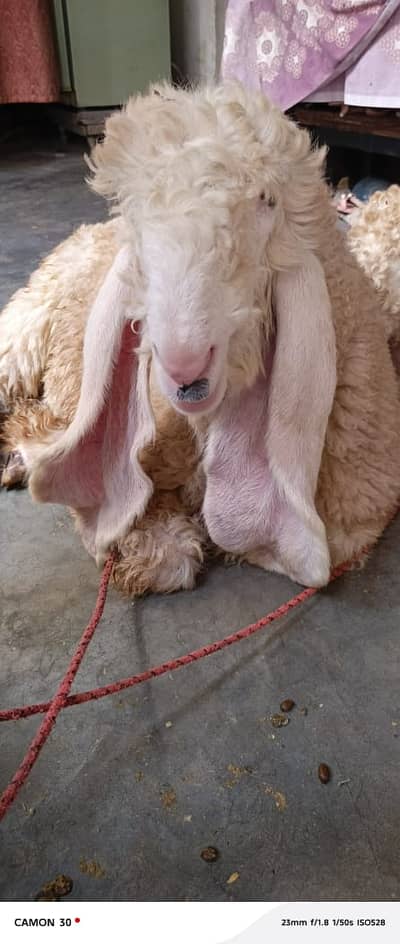 Kajli | sargoday kay kajle | Gulabi Kajla | goat | sheep