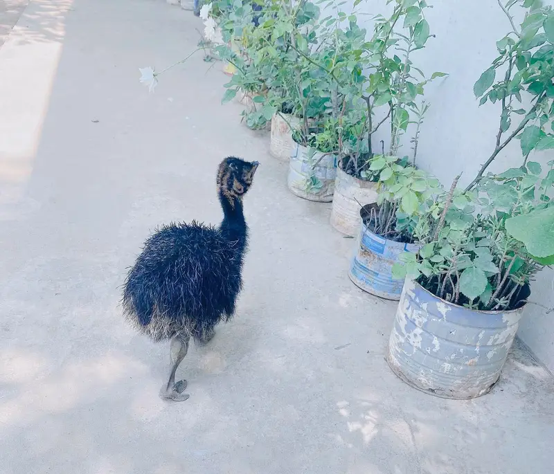 Ostrich pair