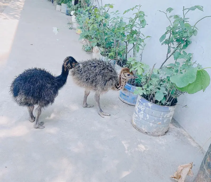 Ostrich pair — photo 2