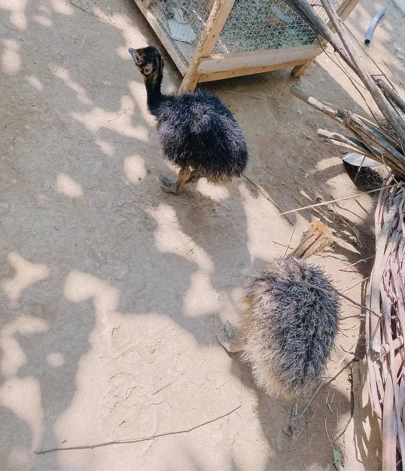 Ostrich pair — photo 3