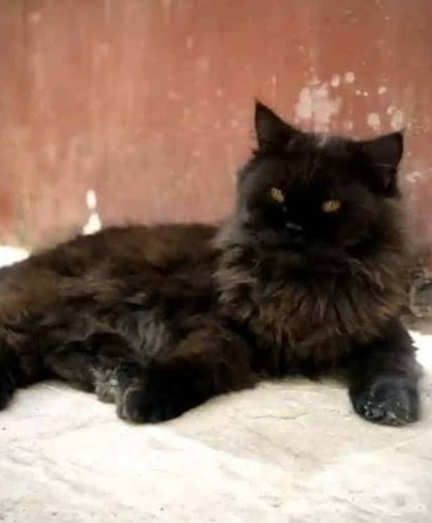 Black cat 0
