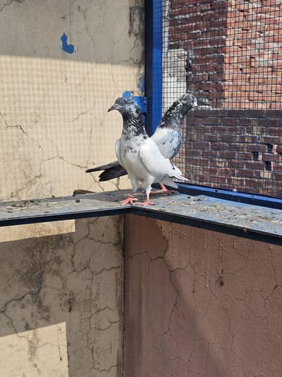 Ch Sakhi Bloodline Teddy Young Pair