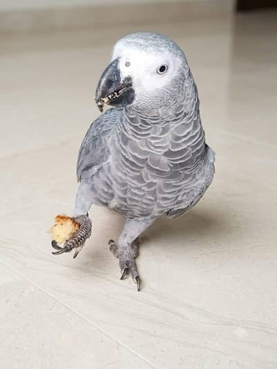 African Grey Parrot for sale