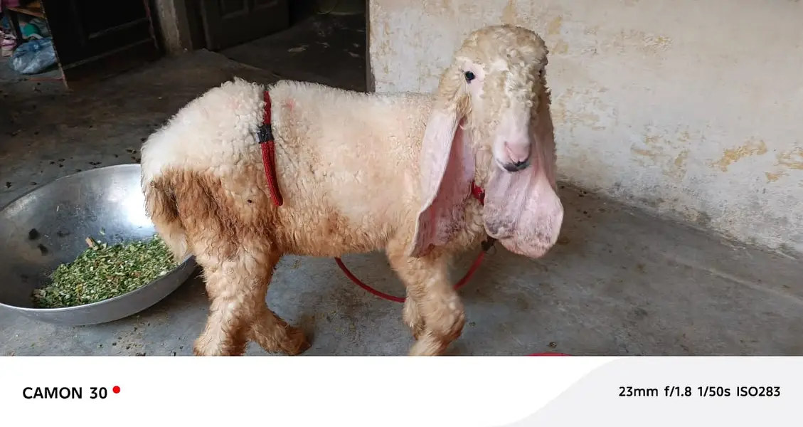 sheep | Kajla | sargoday kay kajle | Gulabi Kajla | goat | desi — photo 2