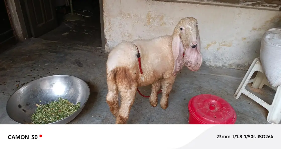 sheep | Kajla | sargoday kay kajle | Gulabi Kajla | goat | desi — photo 3