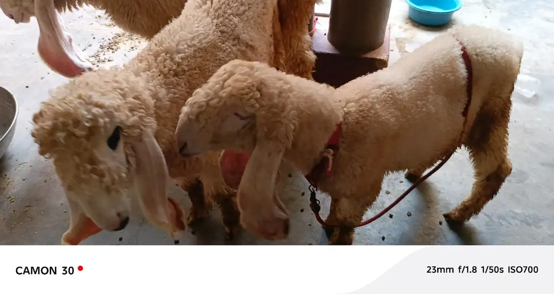 sheep | Kajla | sargoday kay kajle | Gulabi Kajla | goat | desi — photo 4
