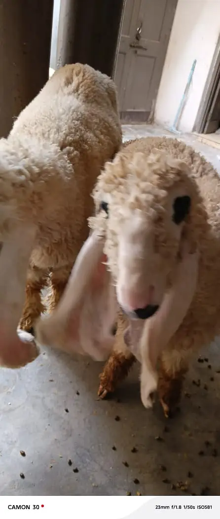 sheep | Kajla | sargoday kay kajle | Gulabi Kajla | goat | desi — photo 5
