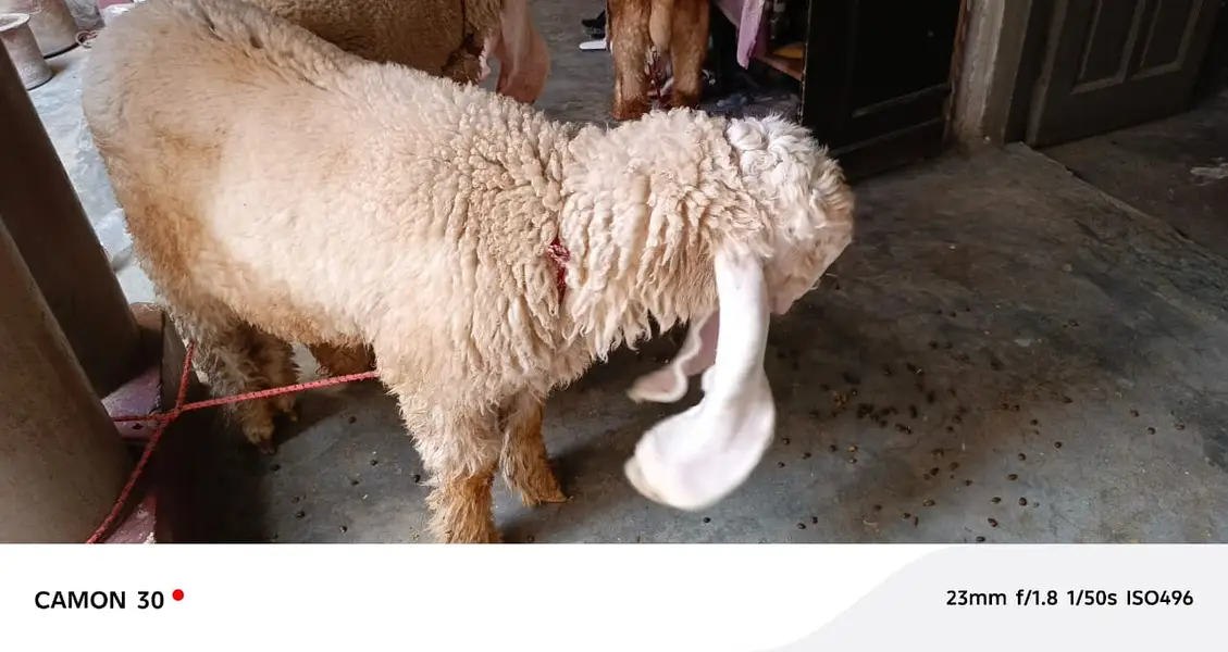 sheep | Kajla | sargoday kay kajle | Gulabi Kajla | goat | desi — photo 6
