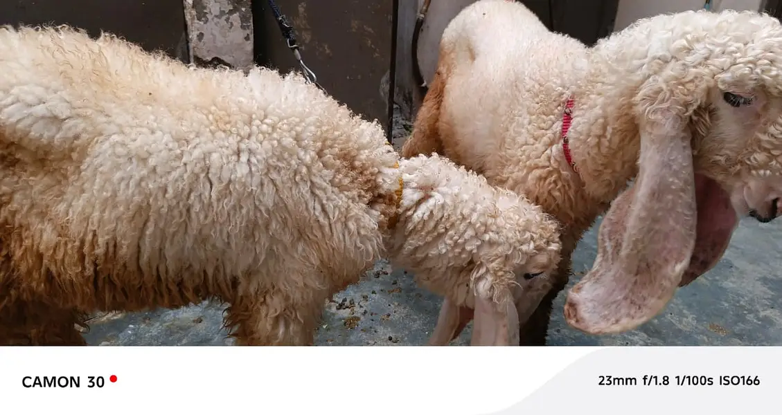 sheep | Kajla | sargoday kay kajle | Gulabi Kajla | goat | desi — photo 7