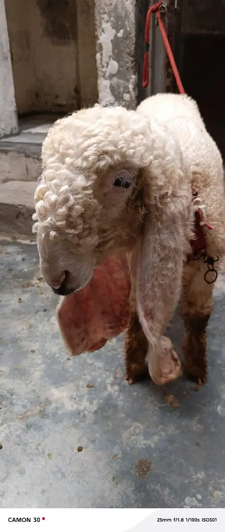 sheep | Kajla | sargoday kay kajle | Gulabi Kajla | goat | desi — photo 8