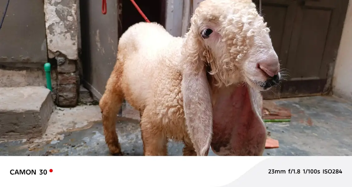 sheep | Kajla | sargoday kay kajle | Gulabi Kajla | goat | desi — photo 9