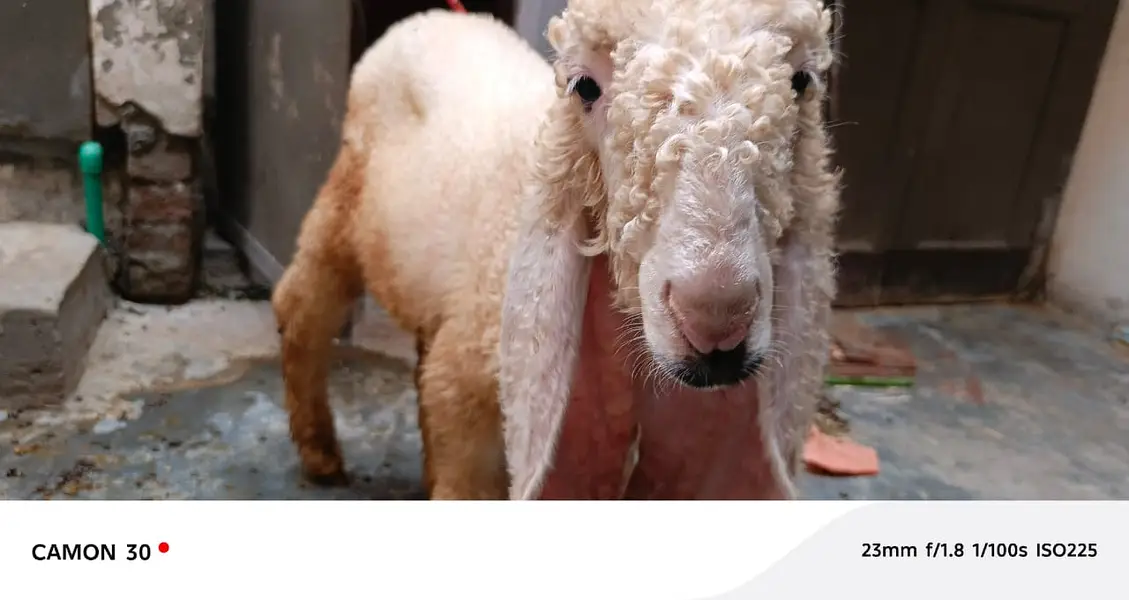 sheep | Kajla | sargoday kay kajle | Gulabi Kajla | goat | desi — photo 10