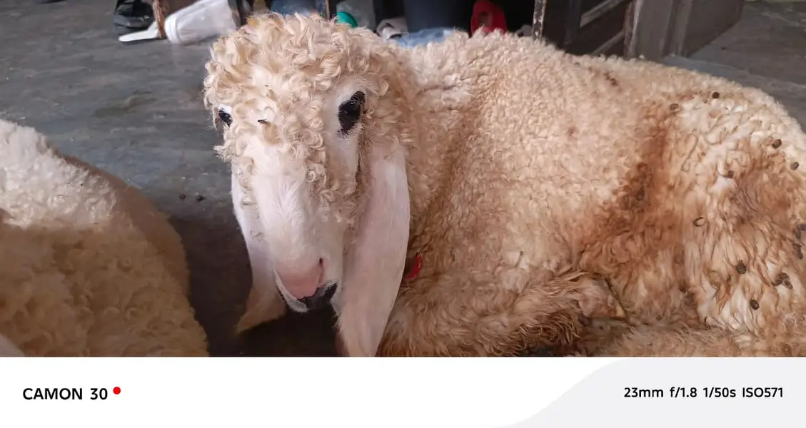 sheep | Kajla | sargoday kay kajle | Gulabi Kajla | goat | desi — photo 11