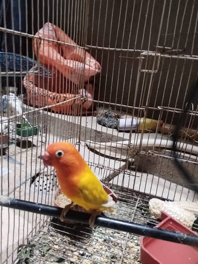love bird male parrot