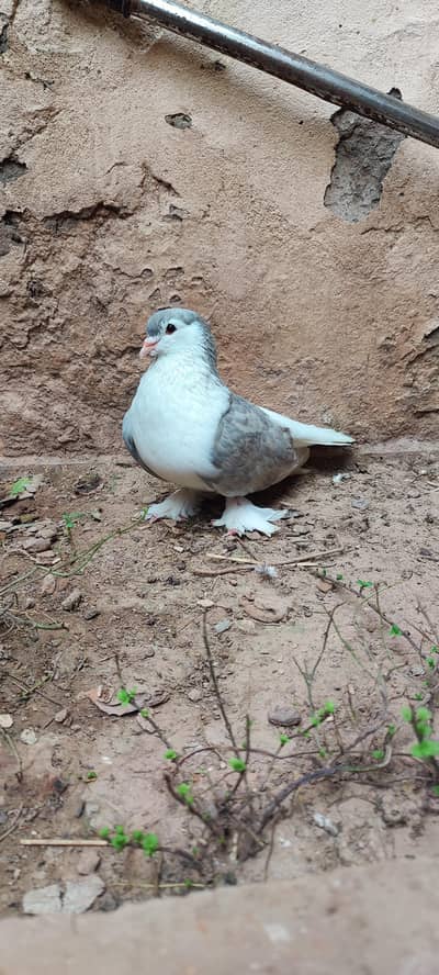 Silver Sherazi Top Quality Breedar female