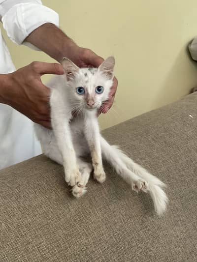 Persian cat