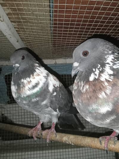 pigeon pair with squabs