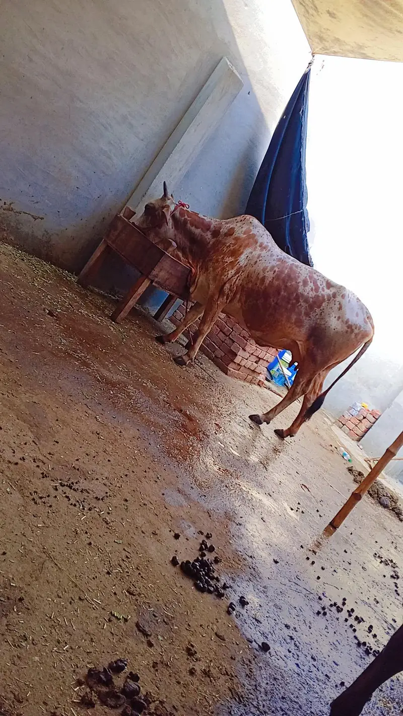 ak gay sath wachi ha 5 month ki gay phr sa ghban ha dudh 5 kilo — photo 3