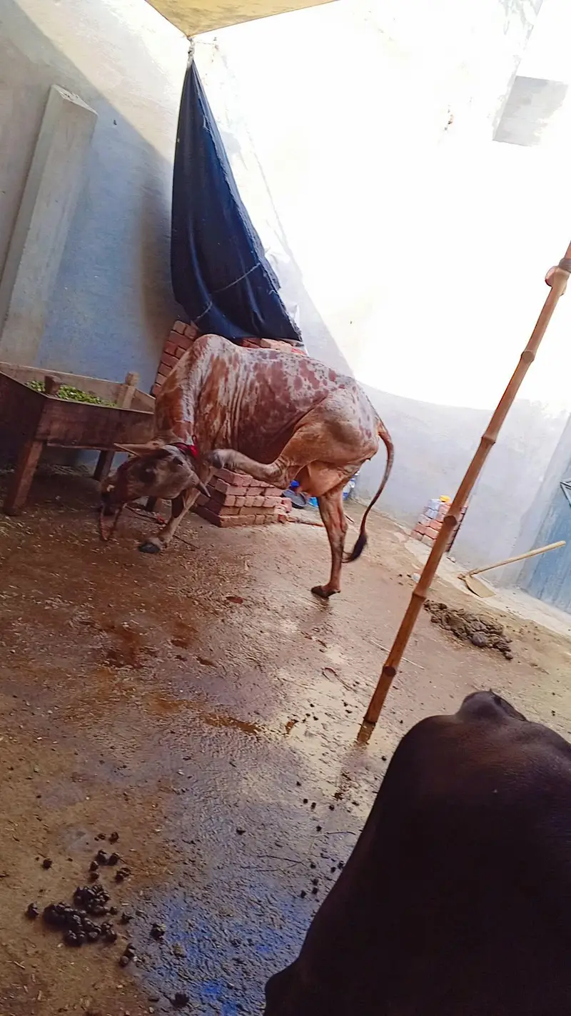 ak gay sath wachi ha 5 month ki gay phr sa ghban ha dudh 5 kilo — photo 4