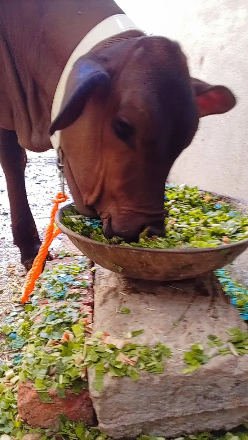 ak gay sath wachi ha 5 month ki gay phr sa ghban ha dudh 5 kilo — photo 7