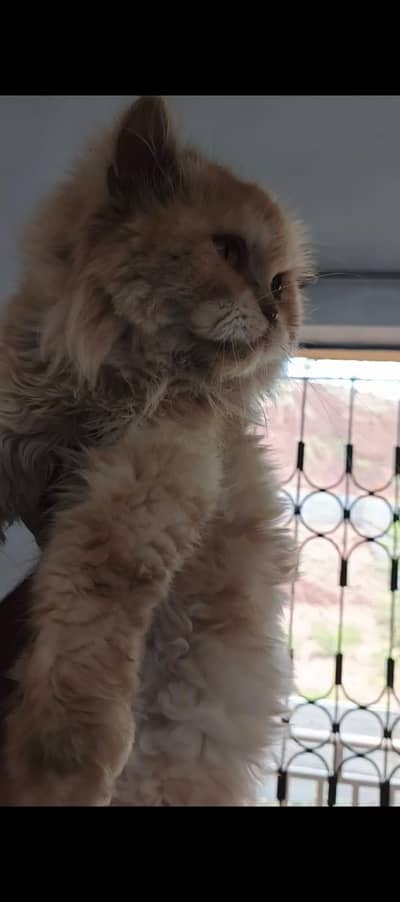 Royal Fawn Persian Princess! Super Fluffy! Pregnant 